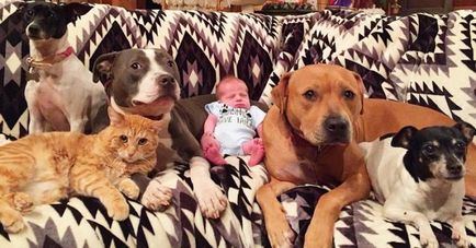 4 Câini și o pisică care se ocupă de un nou-născut au atins utilizatorii de internet!