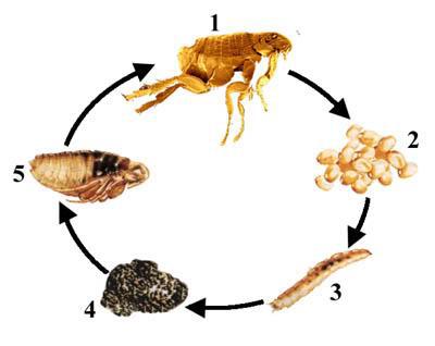 5 Fapte despre purici - cum să scapi în mod eficient de purici