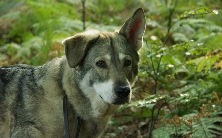 5 животни, които дължат съществуването си на един мъж