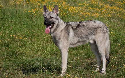 5 животни, които дължат съществуването си на един мъж