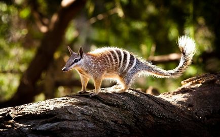 7 Cele mai neobișnuite animale marsupiale