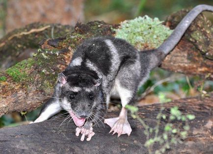 7 Cele mai neobișnuite animale marsupiale
