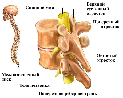 9 Exerciții cele mai bune pentru artroza coloanei vertebrale lombare