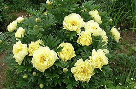 Mezőgazdasági gépek Peonies Itoh hibridek ültetési és gondoskodó - virágok, palánták, növények, rózsák, hortenzia,