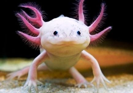 Axolotl (dragon mexican de apă) - un pește exotic neobișnuit