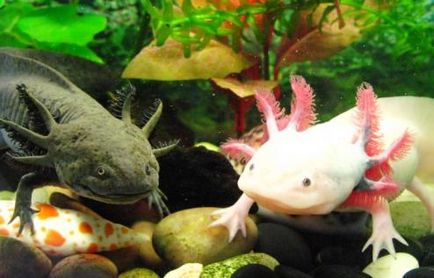 Axolotl (mexikói víz sárkány) - szokatlan egzotikus hal (mexikói axolotl víz sárkány szokatlan trópusi halak) Axolotl (mexikói víz sárkány) - szokatlan egzotikus hal