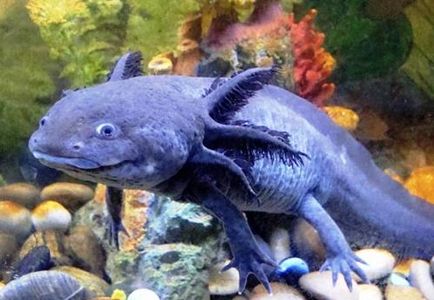 Axolotl (dragon mexican de apă) - un pește exotic neobișnuit