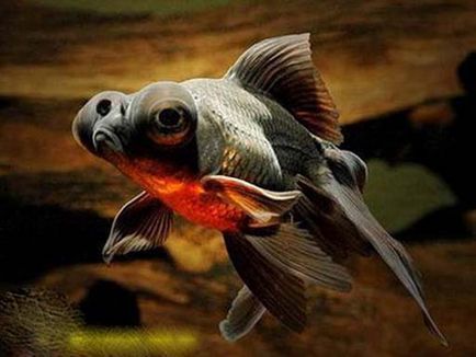 Акваріумна рибка золота рибка - телескоп фото, опис, утримання, догляд і розведення