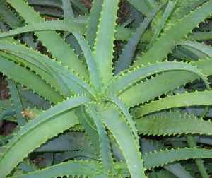 Aloe vera - proprietăți medicinale și aplicații în medicina populară