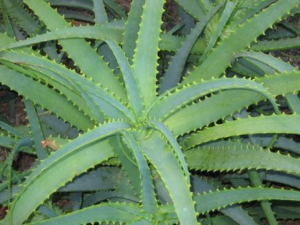 Aloe dendritic (sabur, centenar) - simptome și tratament cu remedii folclorice la domiciliu