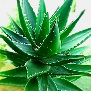 Aloe - proprietățile magice și vindecătoare ale plantelor - toate materialele - zonatigra