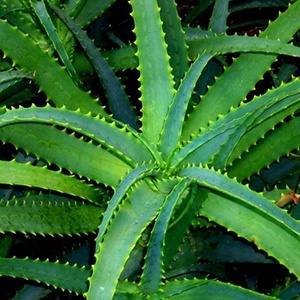 Aloe - egy mágikus és gyógyító tulajdonságait növények - minden anyag - • • zonatigra