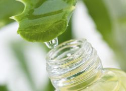 Mierea de Aloe Cahors la ce boală iau, sfatul medicului