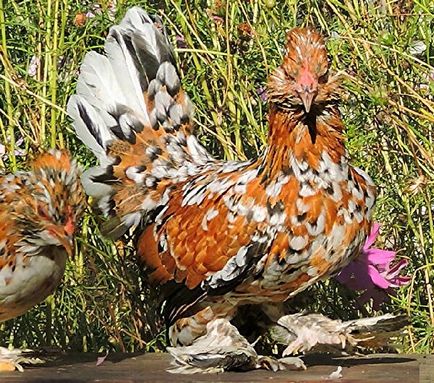 Altai fajta Bantam csirkék - egy leírást képek és videó