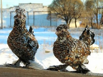 Altai fajta Bantam csirkék - egy leírást képek és videó