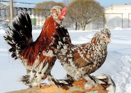 Altai fajta Bantam csirkék - egy leírást képek és videó