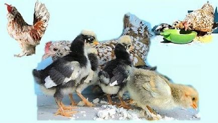 Altai fajta Bantam csirkék - egy leírást képek és videó