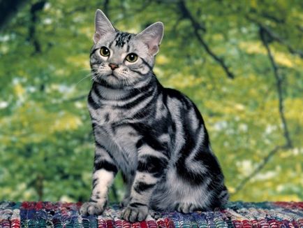 American Shorthair cat descrierea rasei cu o fotografie