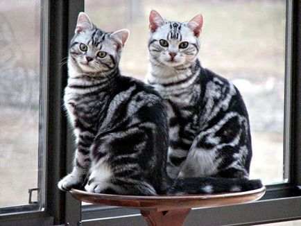 American Shorthair cat descrierea rasei cu o fotografie