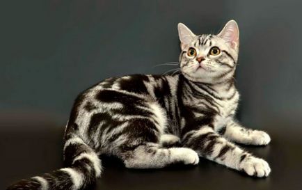 Американська короткошерста кішка опис породи з фото