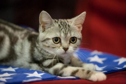 Американська короткошерста кішка опис породи з фото
