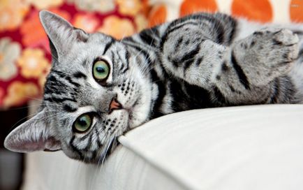 American Shorthair cat descrierea rasei cu o fotografie