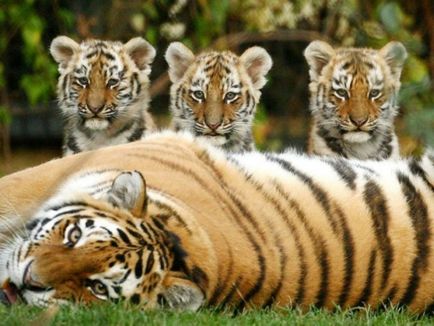 Амурський тигр - цікаві факти, тигр і людина