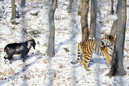 Szibériai tigris - érdekes tények, egy tigris és egy férfi