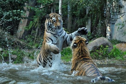 Szibériai tigris - érdekes tények, egy tigris és egy férfi