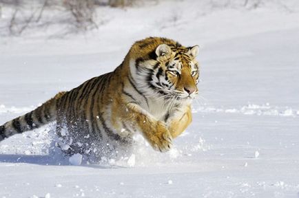 Szibériai tigris - érdekes tények, egy tigris és egy férfi