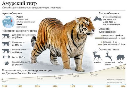 Амурський тигр - цікаві факти, тигр і людина