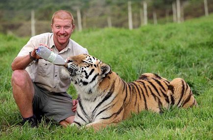 Szibériai tigris - érdekes tények, egy tigris és egy férfi