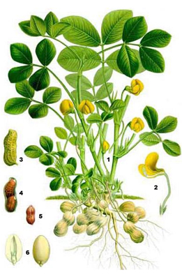 Földimogyoró Földimogyoró (földimogyoró termesztés) földimogyoró földimogyoró