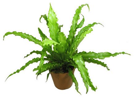 Planta Asplenium - reproducere prin spori, seminte, diviziuni de arbuști, video