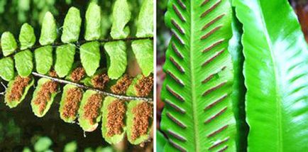 Planta Asplenium - reproducere prin spori, seminte, diviziuni de arbuști, video