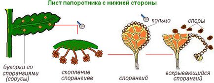 Асплениум рослина - розмноження спорами, насінням, діленням куща, відео