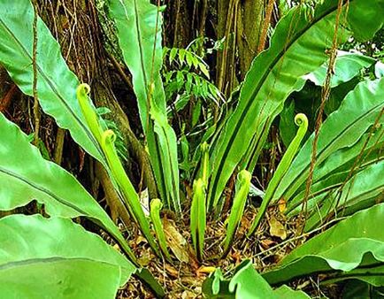 Planta Asplenium - reproducere prin spori, seminte, diviziuni de arbuști, video