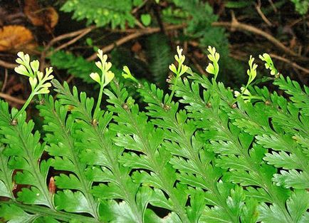 Planta Asplenium - reproducere prin spori, seminte, diviziuni de arbuști, video