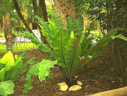 Planta Asplenium - reproducere prin spori, seminte, diviziuni de arbuști, video