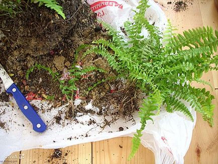 Planta Asplenium - reproducere prin spori, seminte, diviziuni de arbuști, video