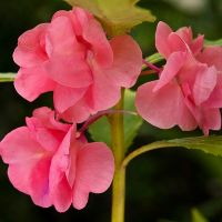 Új-Guinea Impatiens (Impatiens) Új-Guinea Impatiens