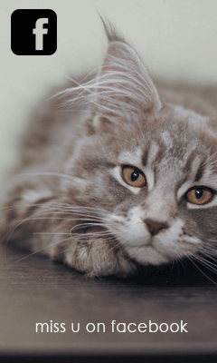 Bastet ural - óvodai keleti macskák Jekatyerinburg