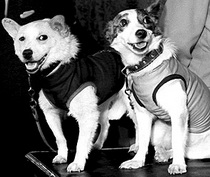 Belka és Strelka Story „sztárja” a kutyák - az ország és a világ