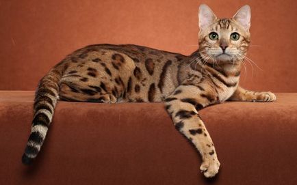 Бенгальська кішка очима ветеринара - блог ветклініки - Беланта
