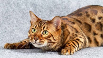 Бенгальська кішка очима ветеринара - блог ветклініки - Беланта