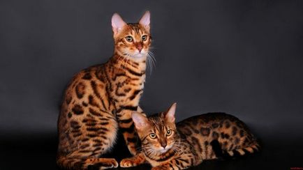 Bengáli macska szeme állatorvos - blog állatorvosok - belanta