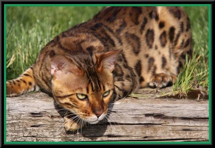 Pisici Bengal - stralucire strălucitoare