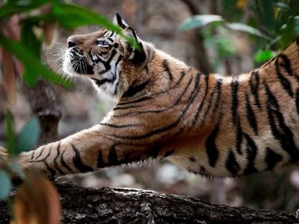 Bengáli tigris a természetben legérdekesebb tények