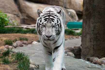 Bengáli tigris a természetben legérdekesebb tények