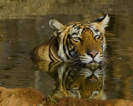 Бенгальські тигри в природі найцікавіші факти